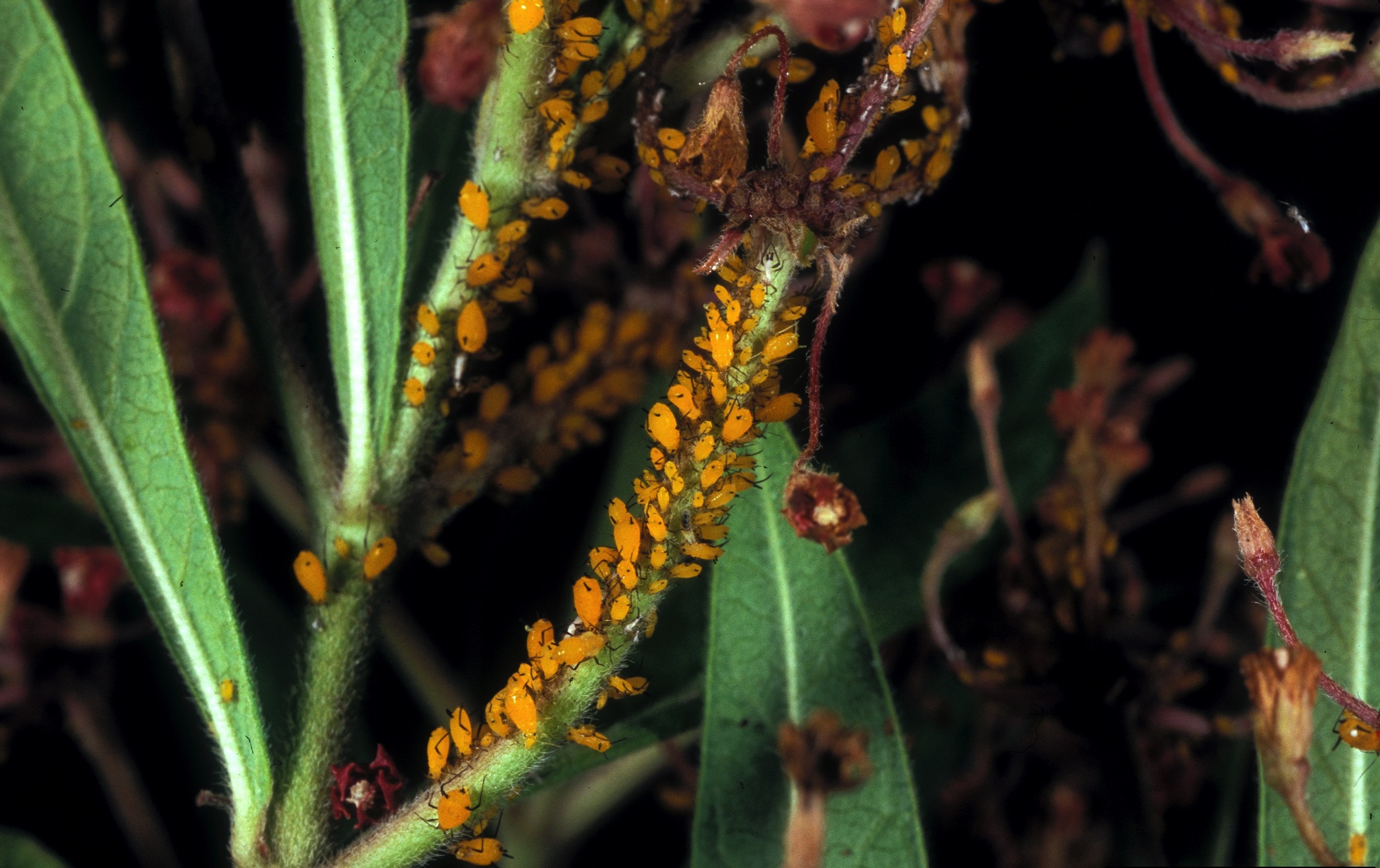 Aphids on milkweed